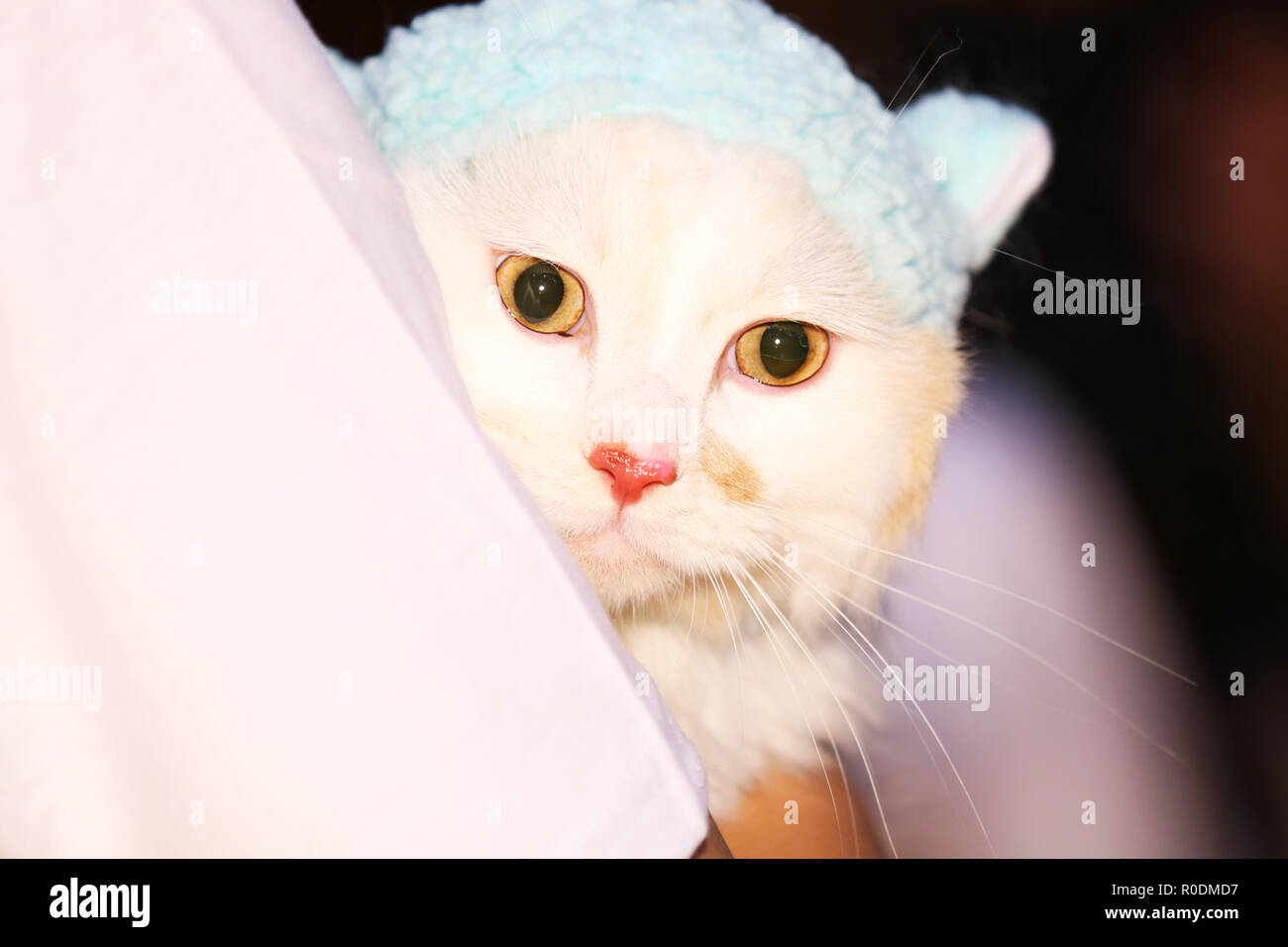 A cat on his shoulder Stock Photo Alamy