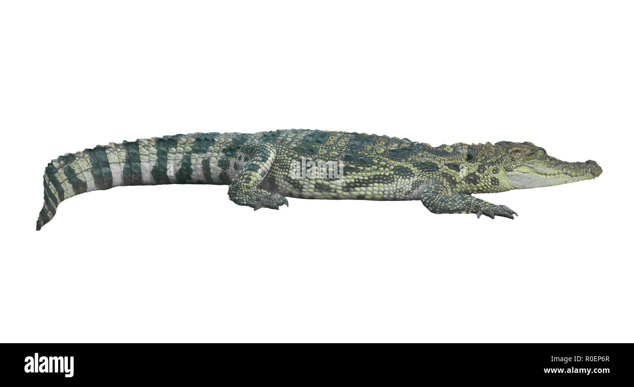 crocodile isolated on white background Stock Photo Alamy