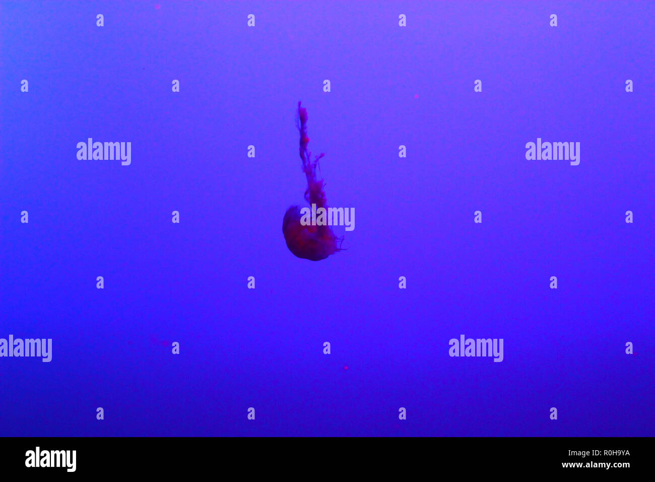 Aesthetic Falling Jellyfish Stock Photo Alamy