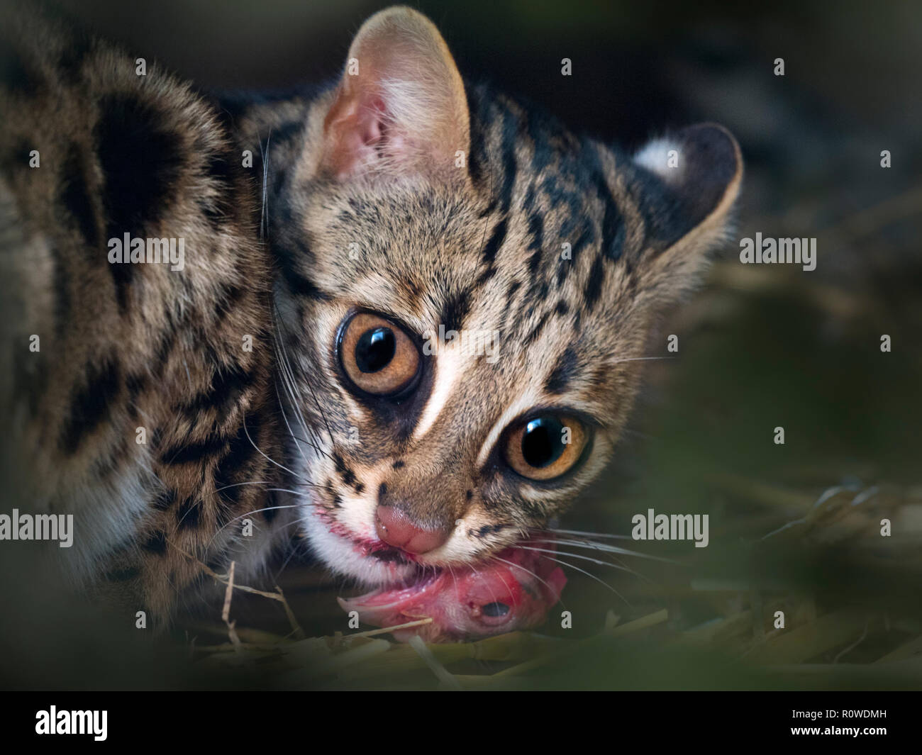 Asian leopard cat hires stock photography and images Alamy