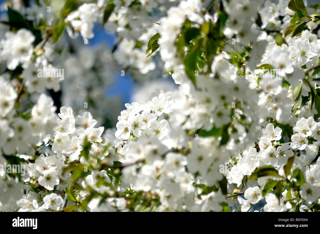 White cherry blossoms Stock Photo Alamy