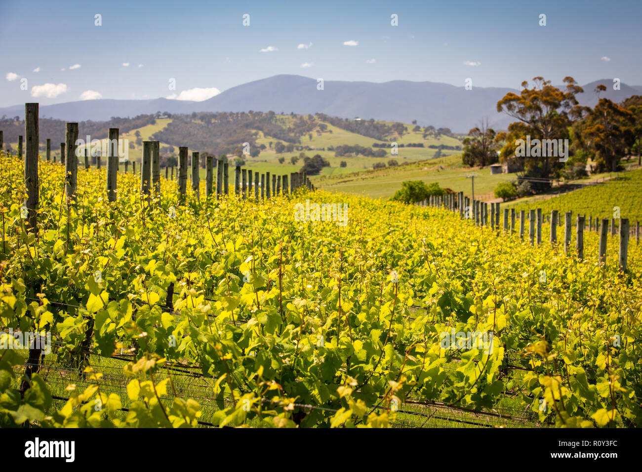 Yarra Valley Vineyard Stock Photo Alamy