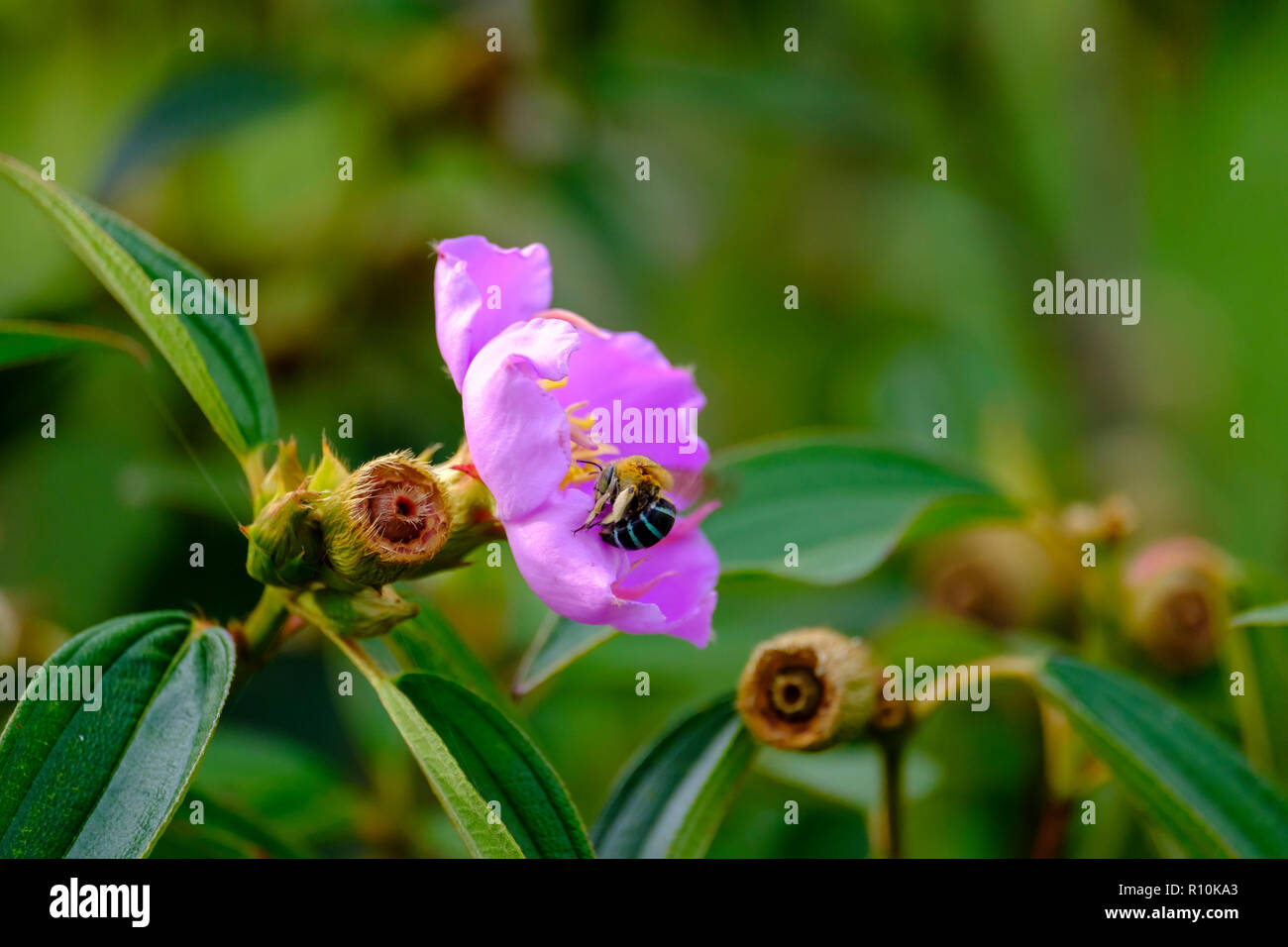 Blue Banded Bees pollenating flowers Stock Photo Alamy