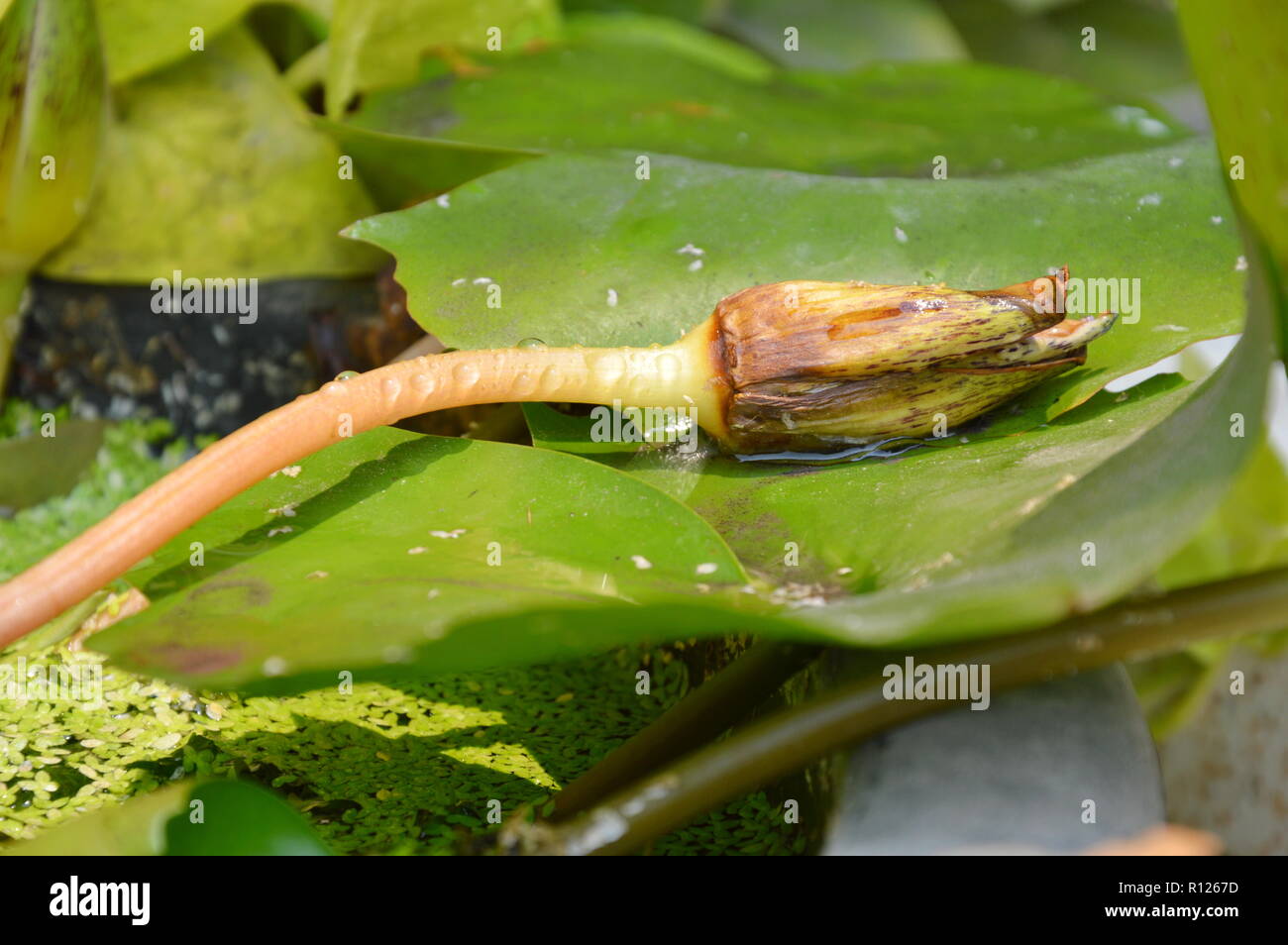 dry lotus flower fall on leaf Stock Photo Alamy