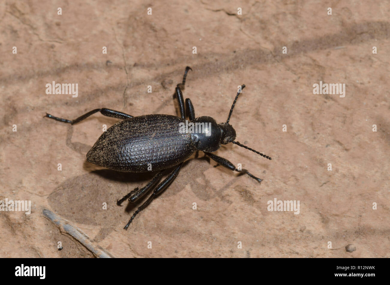 Desert stink beetle hires stock photography and images Alamy