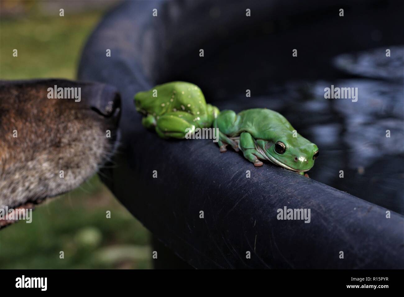 Froggies and friend Stock Photo Alamy