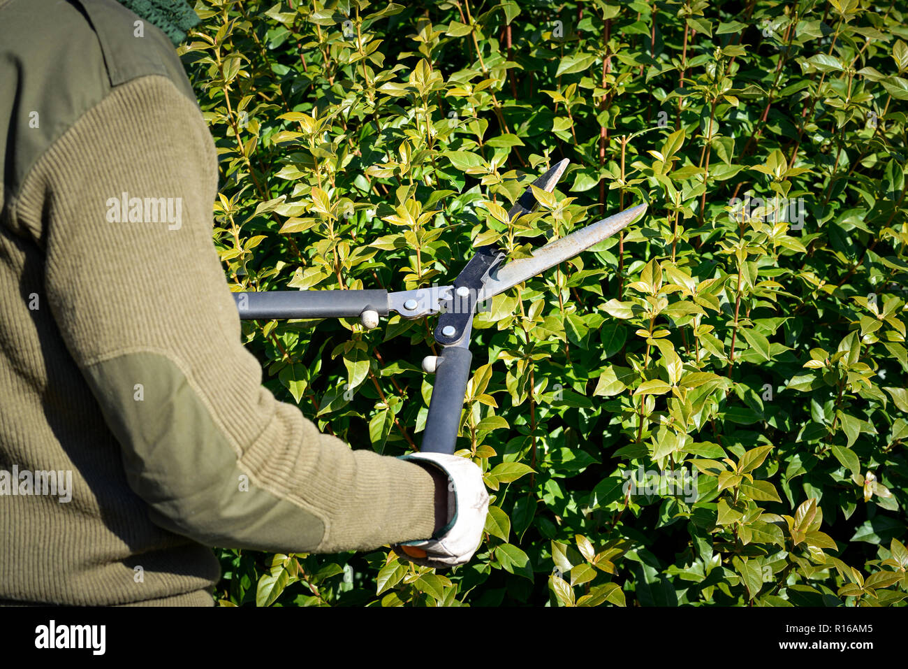 gardener pruning hedge with trimming shears Stock Photo Alamy