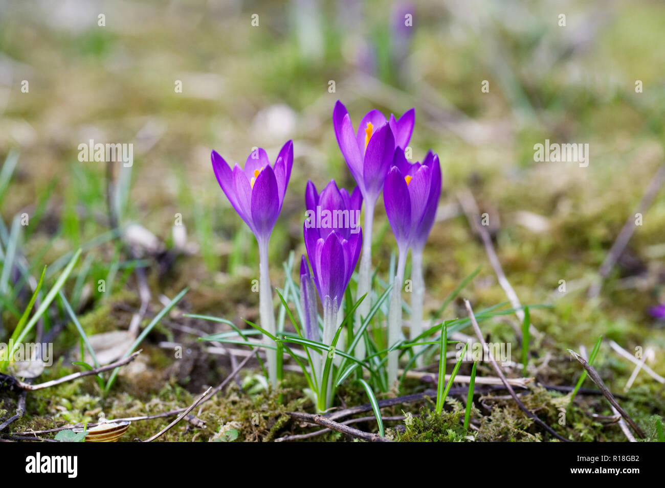 Crocus corm hires stock photography and images Alamy