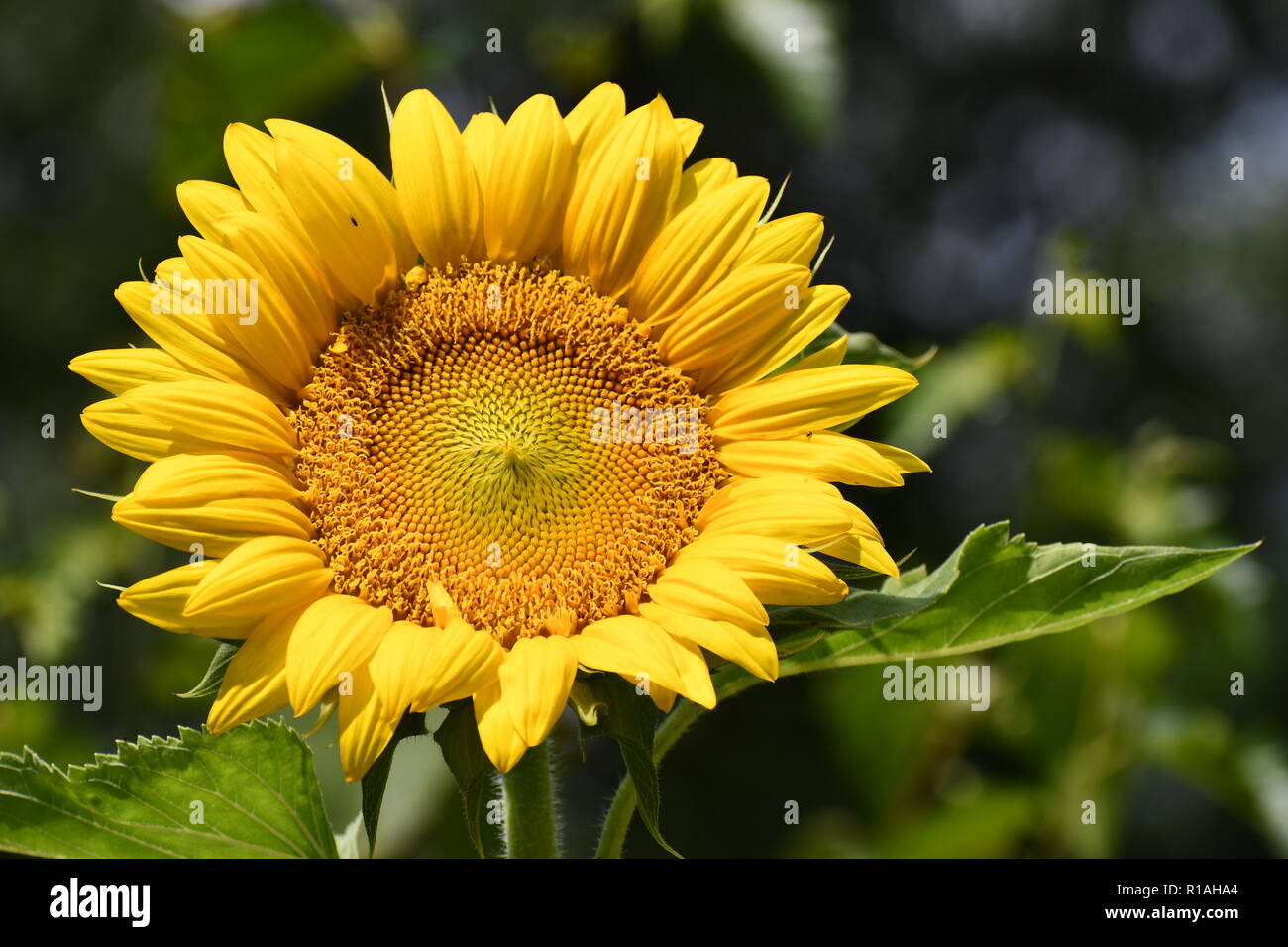 sunflower with bug Stock Photo Alamy