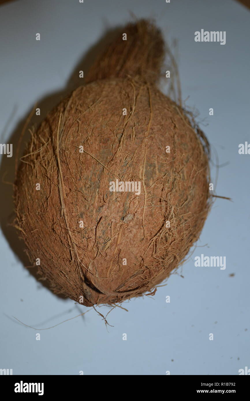 Coconut seed dispersal hires stock photography and images Alamy