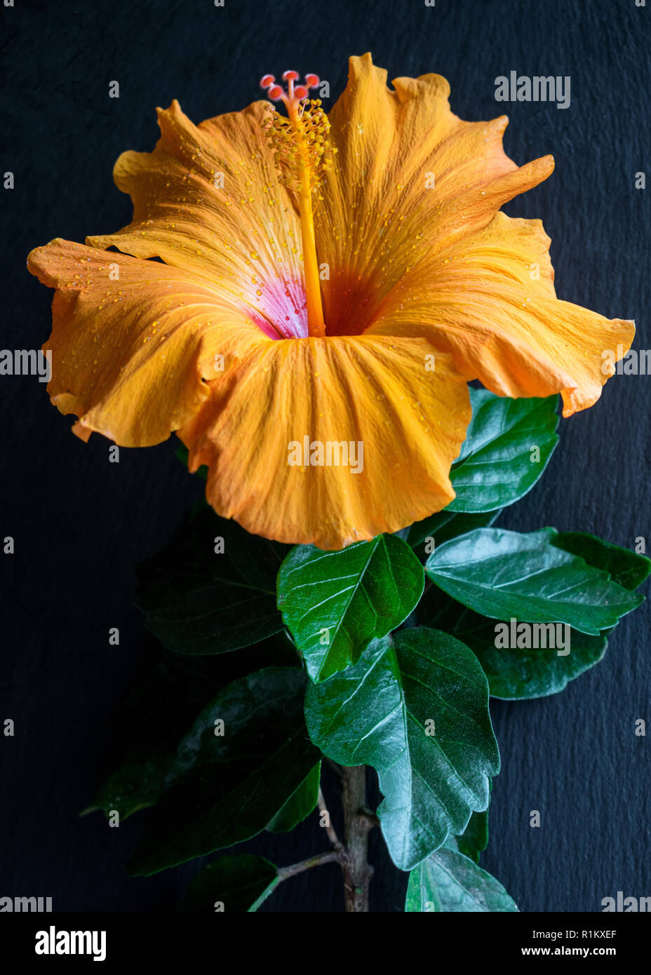 Orange hibiscus flower Stock Photo Alamy