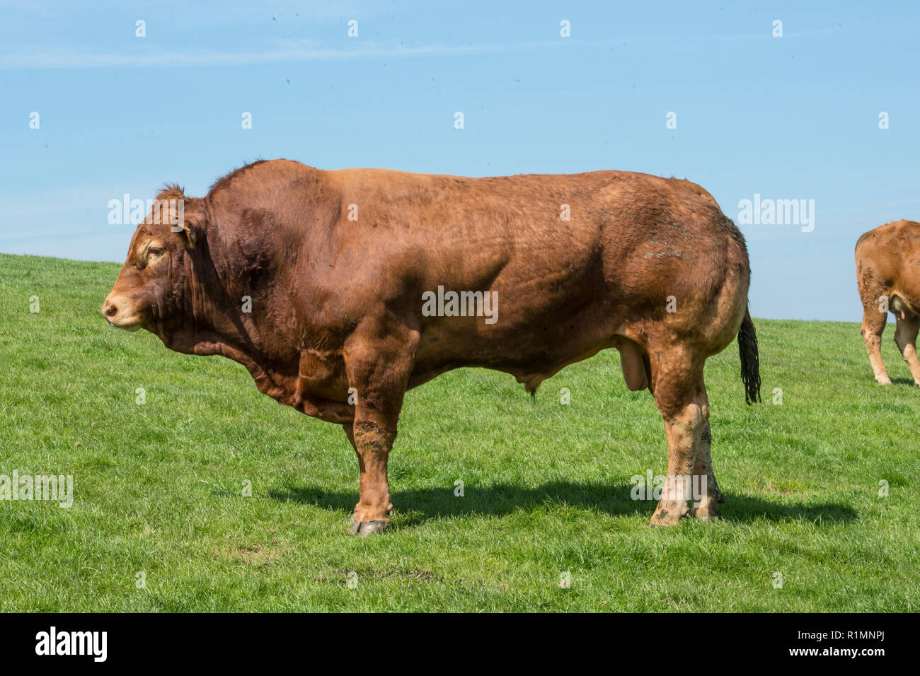 limousin bull Stock Photo Alamy