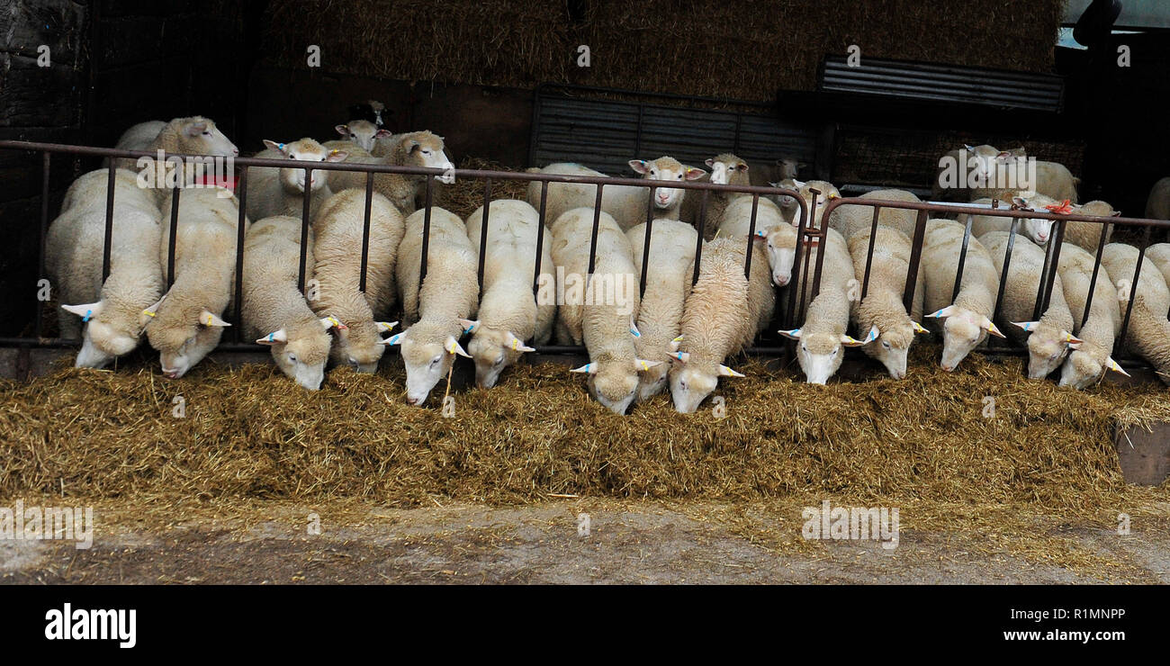 intensive sheep farming Stock Photo Alamy