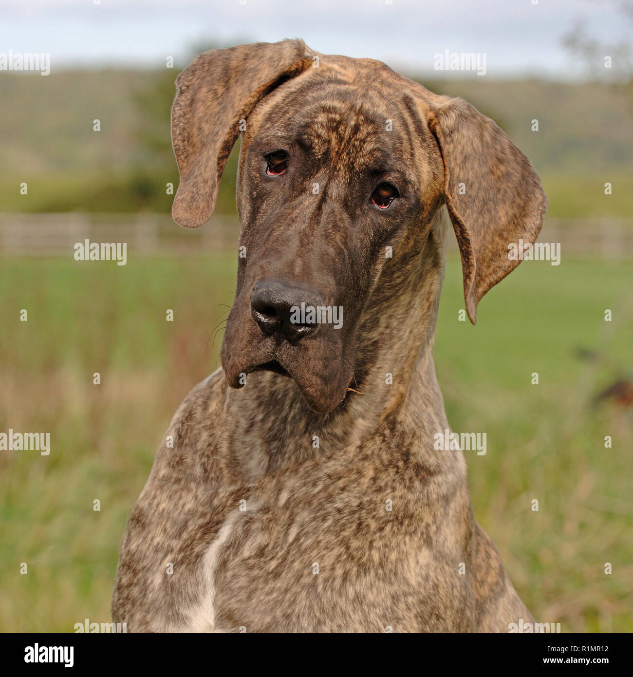 Are Great Danes Inside Or Outside Dogs