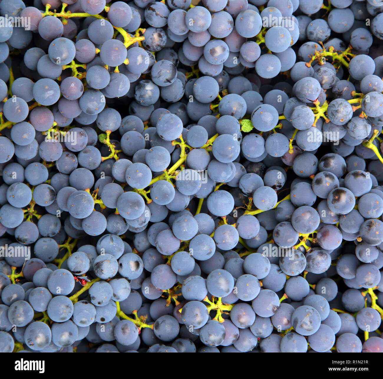 blue grapes background Stock Photo Alamy
