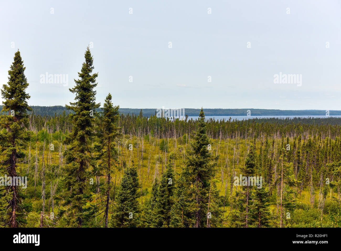 Forest Northern Quebec Stock Photo Alamy