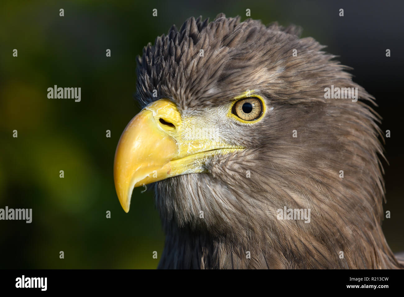Eagle bird portrait Stock Photo Alamy