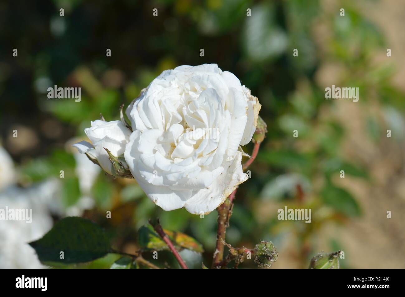 Rose White Patio Stock Photo Alamy