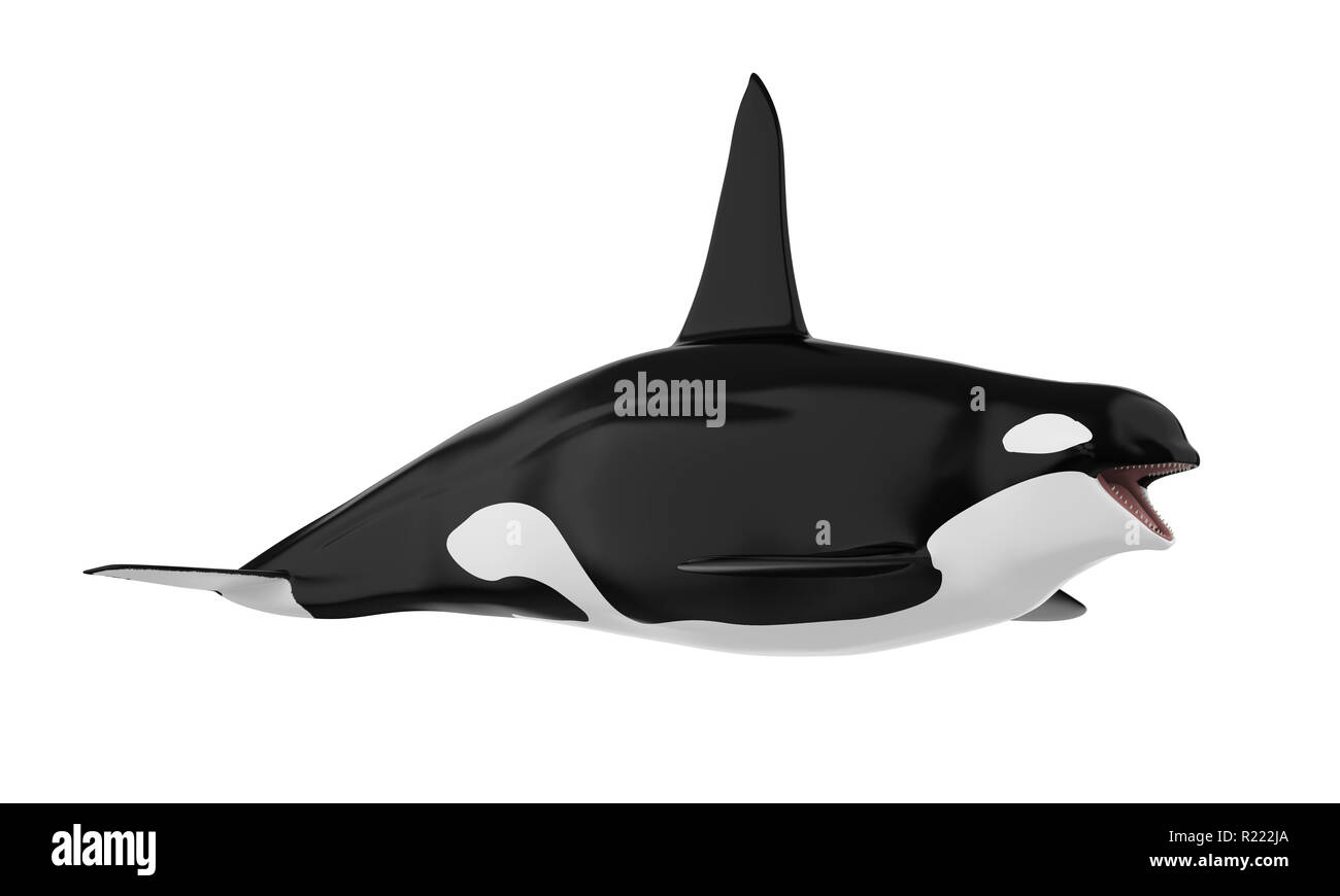 Killer Whale Isolated Stock Photo - Alamy