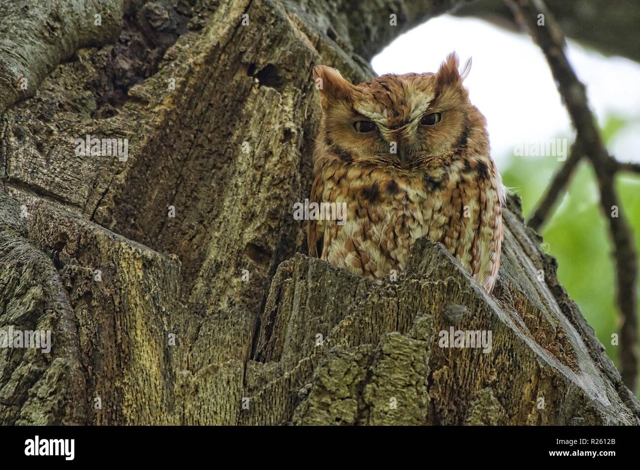 Eastern Screech owl Stock Photo Alamy