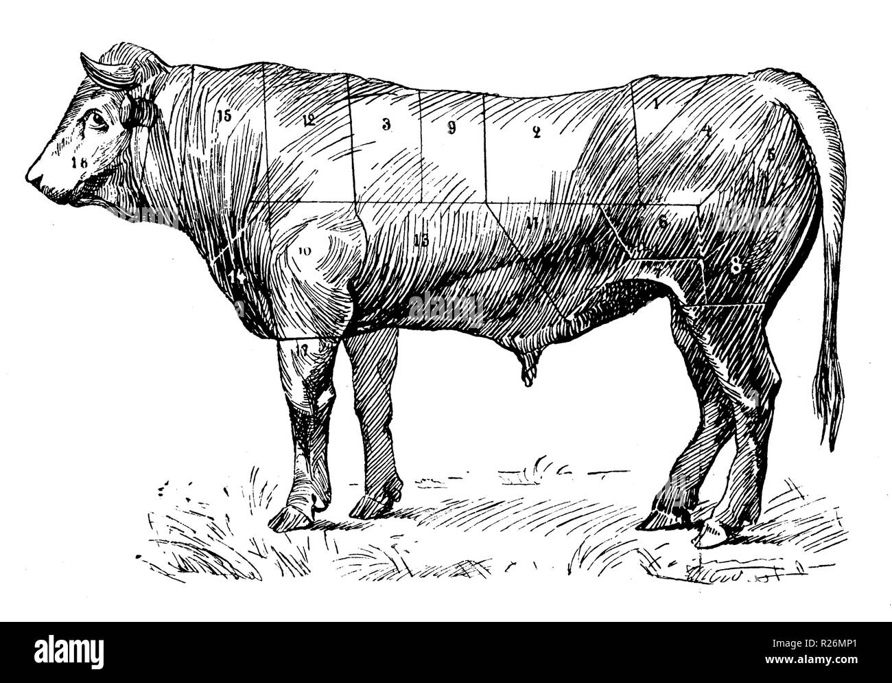 Division de la viande Cut Out Stock Images & Pictures Alamy