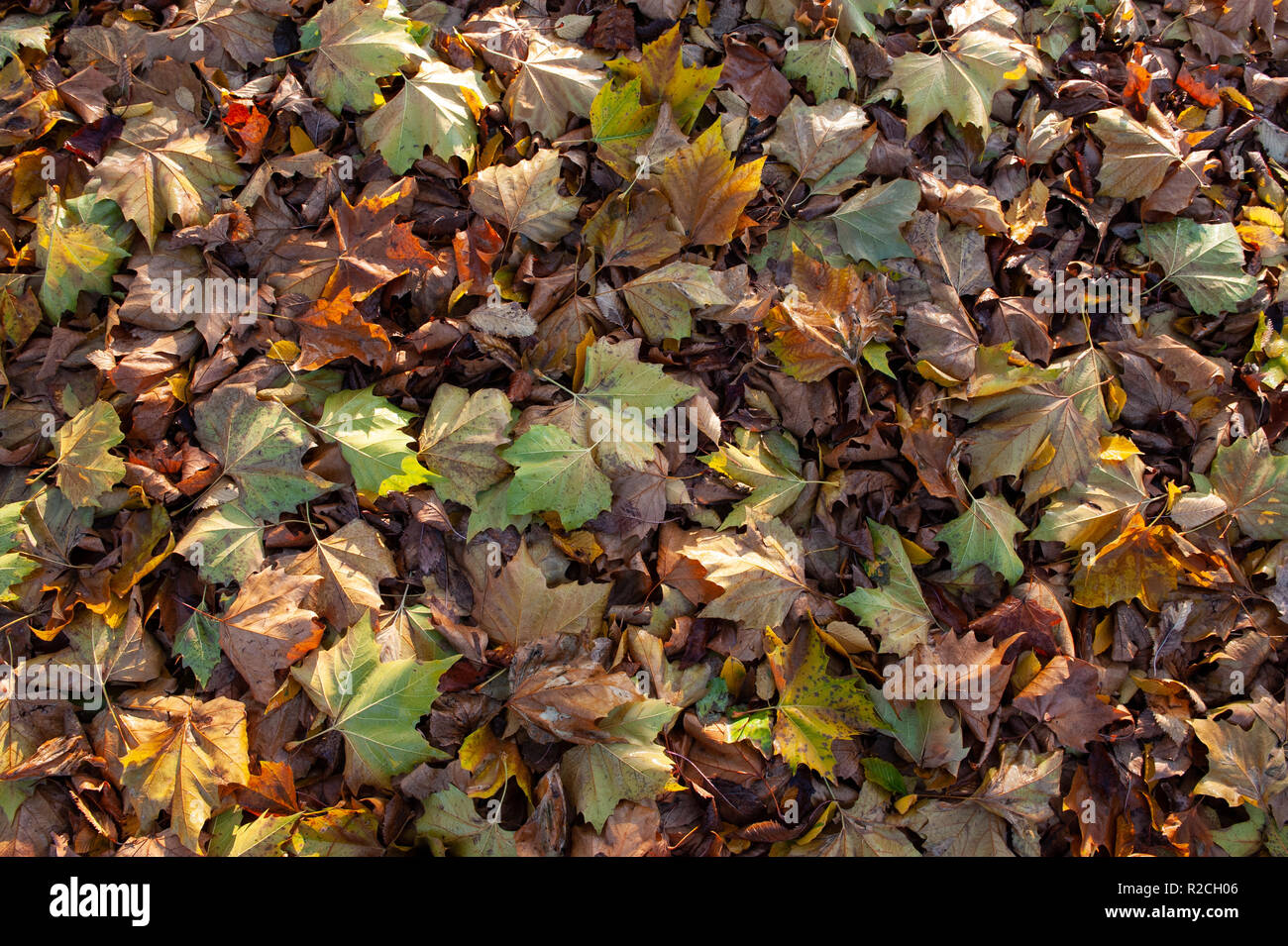 Autumn leaf carpet Stock Photo Alamy