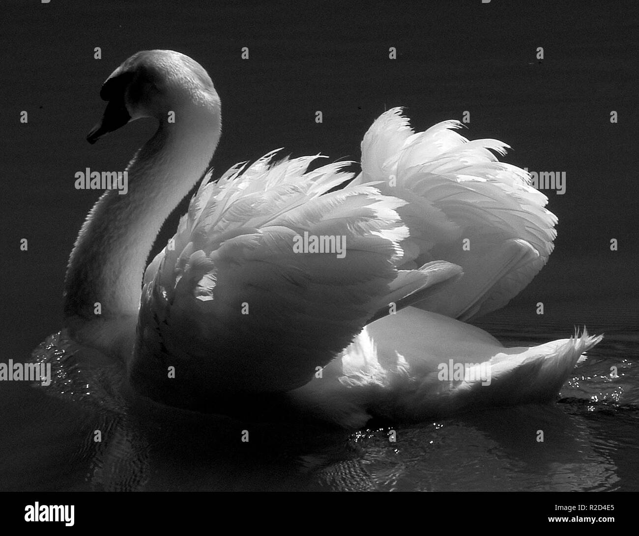 swan lake iii Stock Photo Alamy