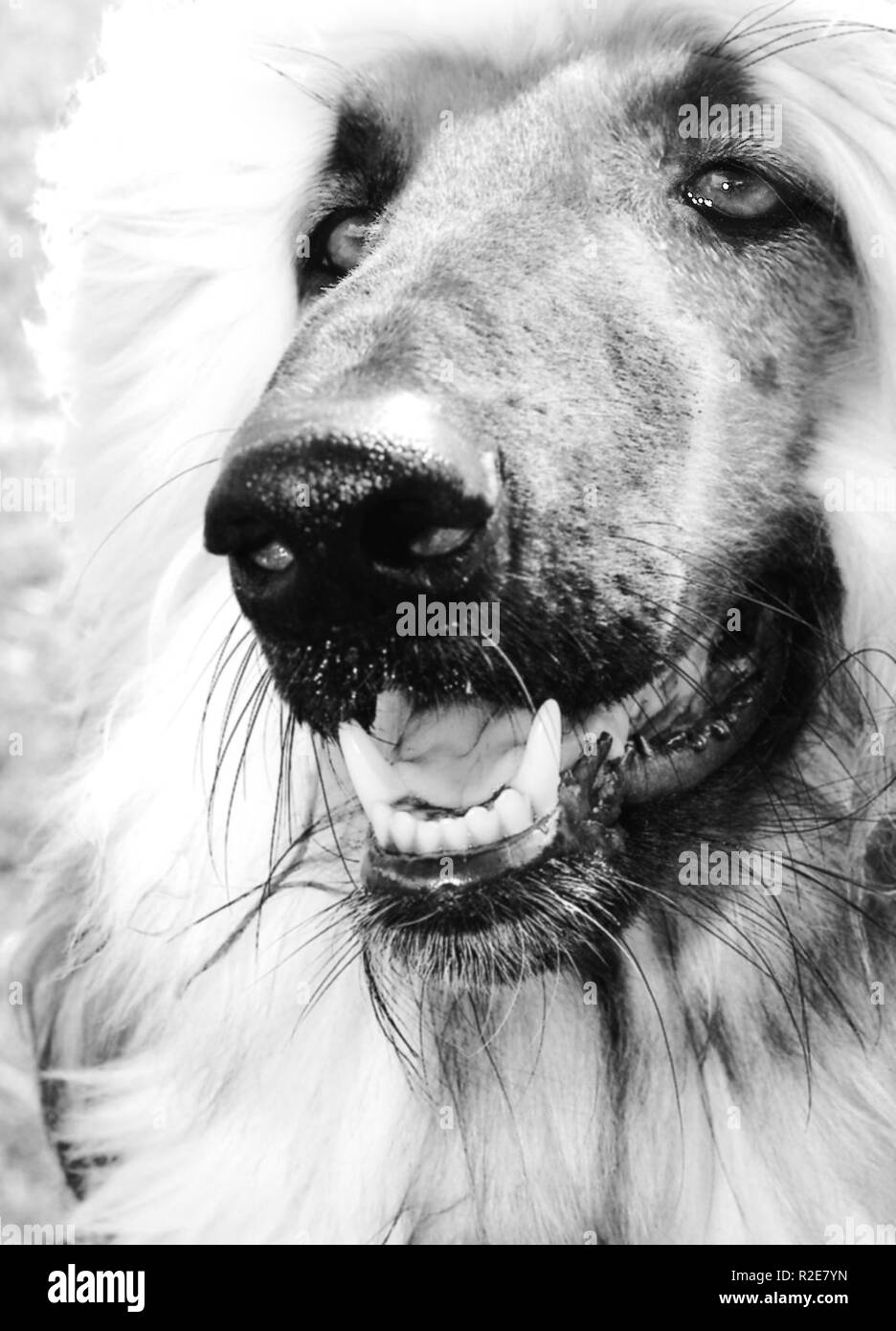 Afghan greyhound Black and White Stock Photos & Images Alamy