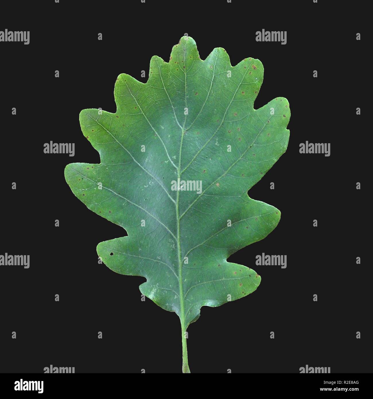 Black oak leaf hires stock photography and images Alamy