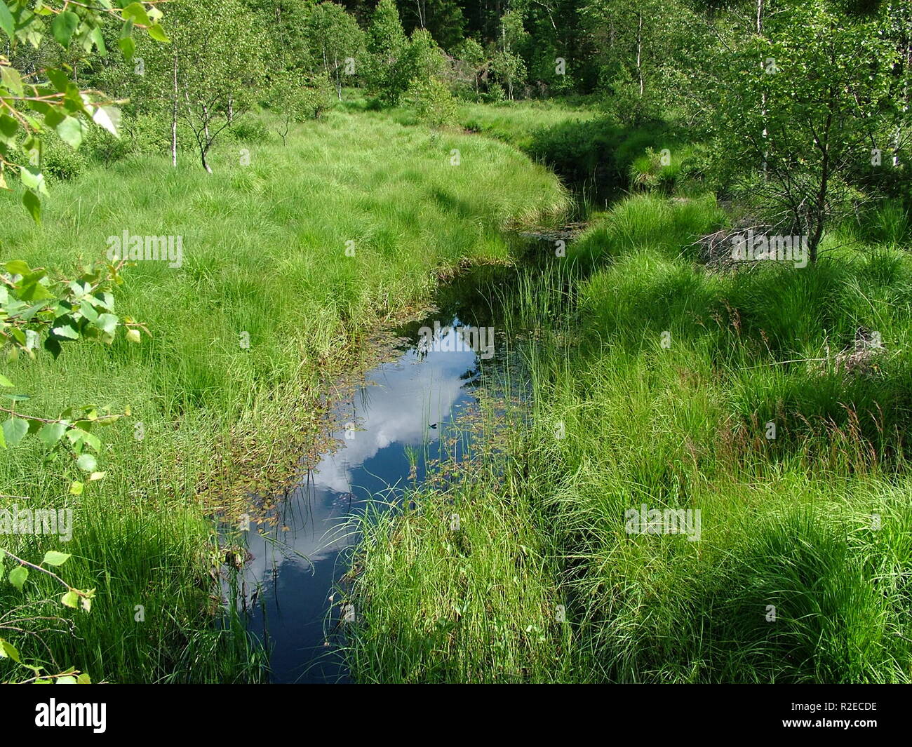stream through a meadow land Stock Photo Alamy