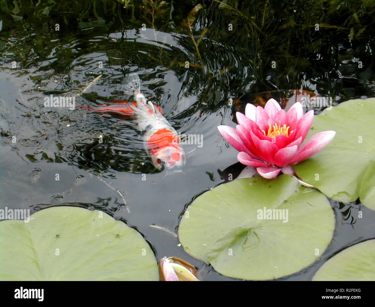 koi and water lily Stock Photo Alamy