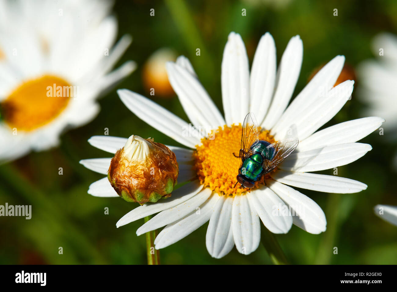 Blue Bottle fly on Rain Flower Stock Photo Alamy