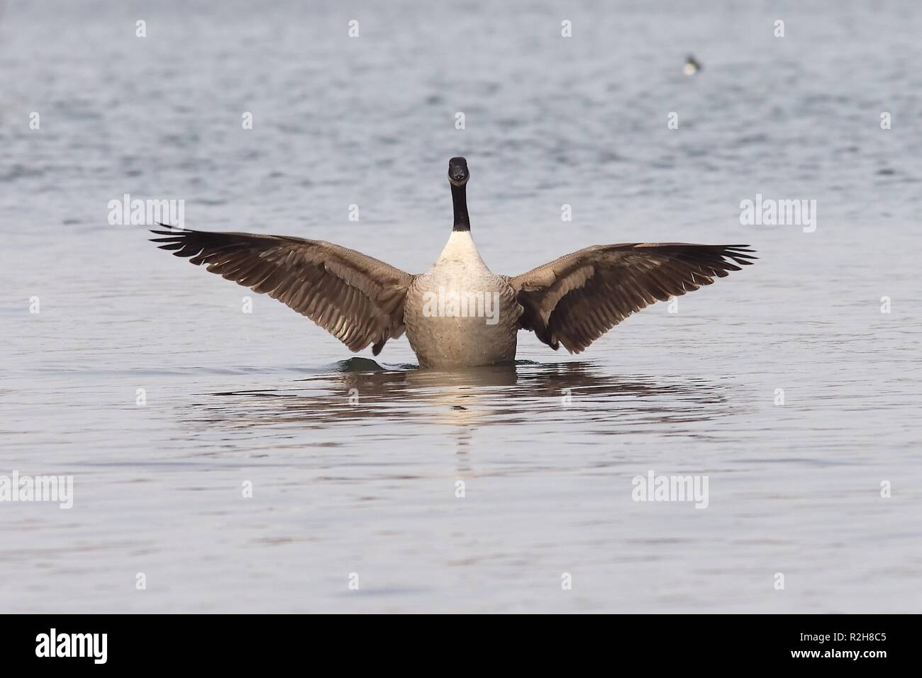 Spreizung hi-res stock photography and images - Alamy