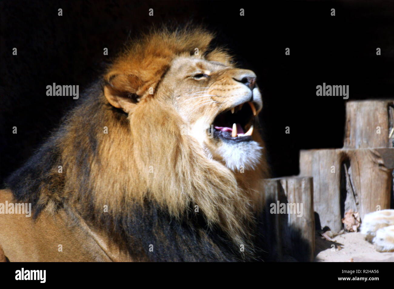 the king of beasts Stock Photo Alamy