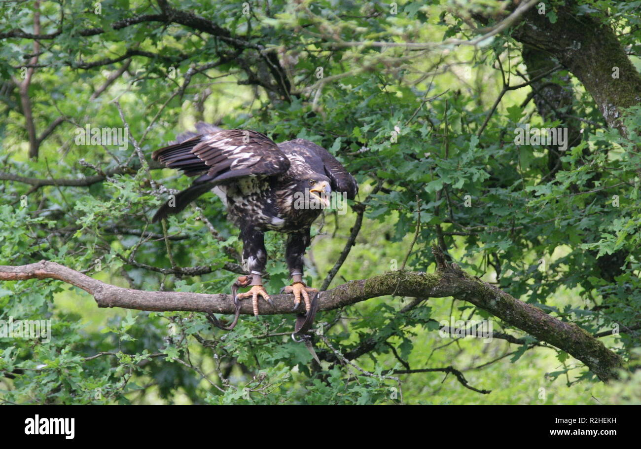 young fish eagle Stock Photo Alamy