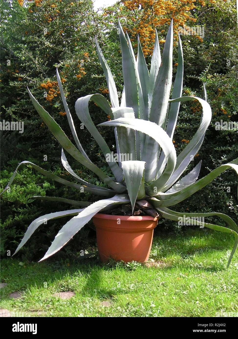 Large aloe vera plant hires stock photography and images Alamy