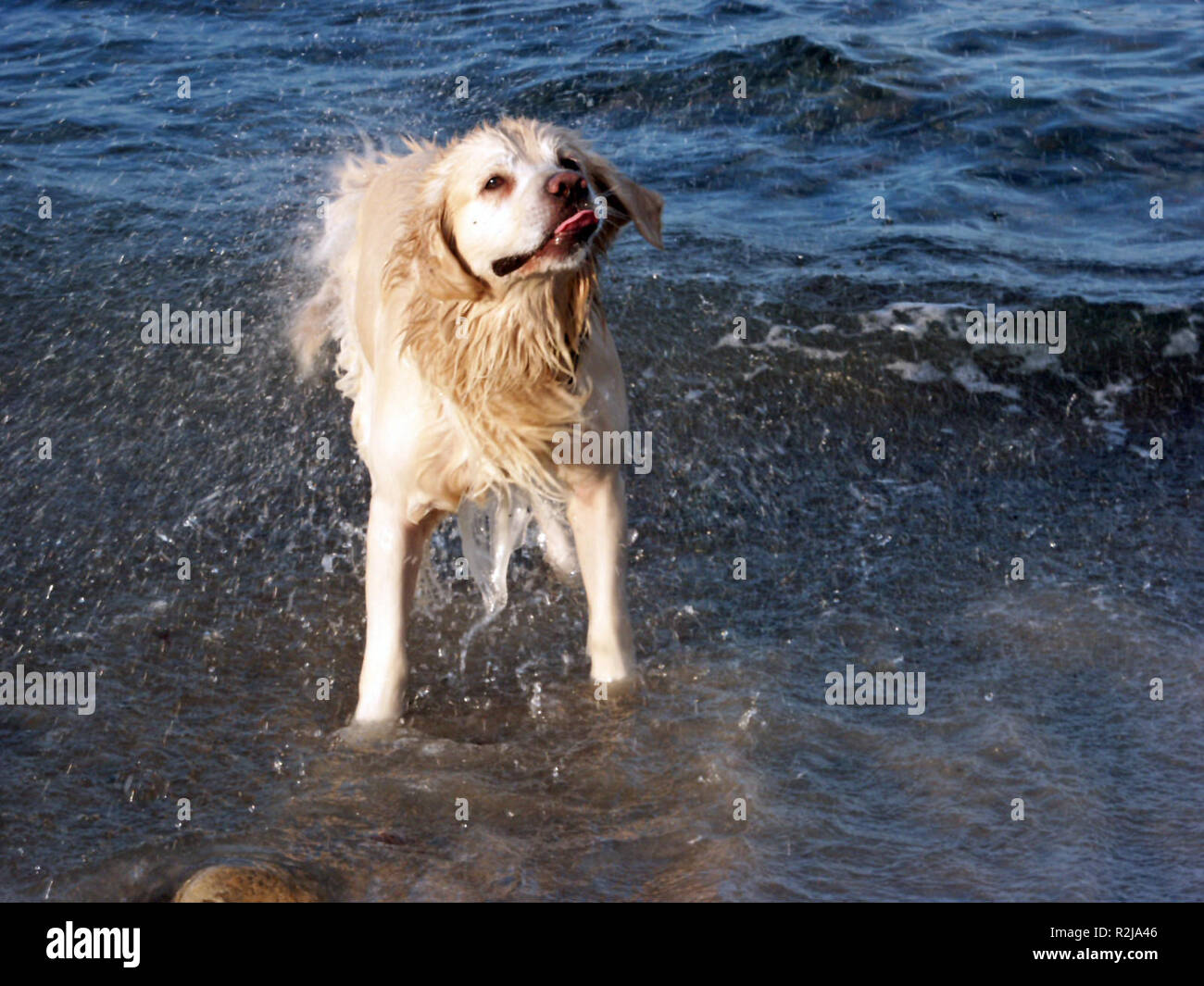 dog shakes fur from Stock Photo Alamy
