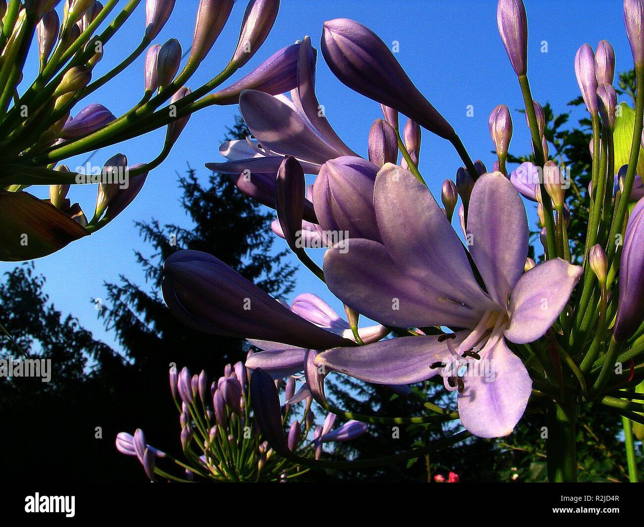 Afrikanische_liebesblume hires stock photography and images Alamy