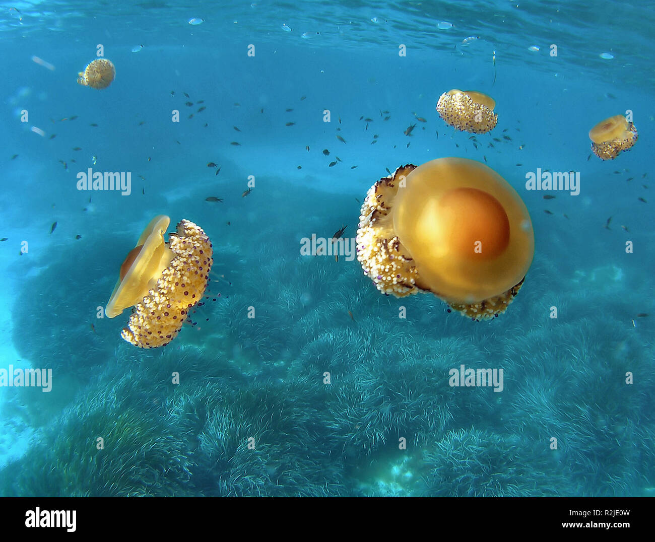 fried egg jellyfish Stock Photo Alamy
