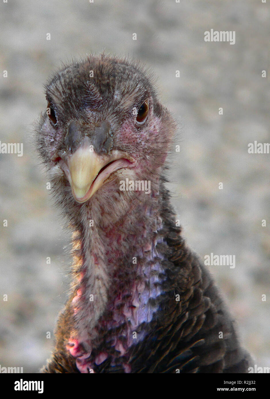 Head of turkey hen hires stock photography and images Alamy