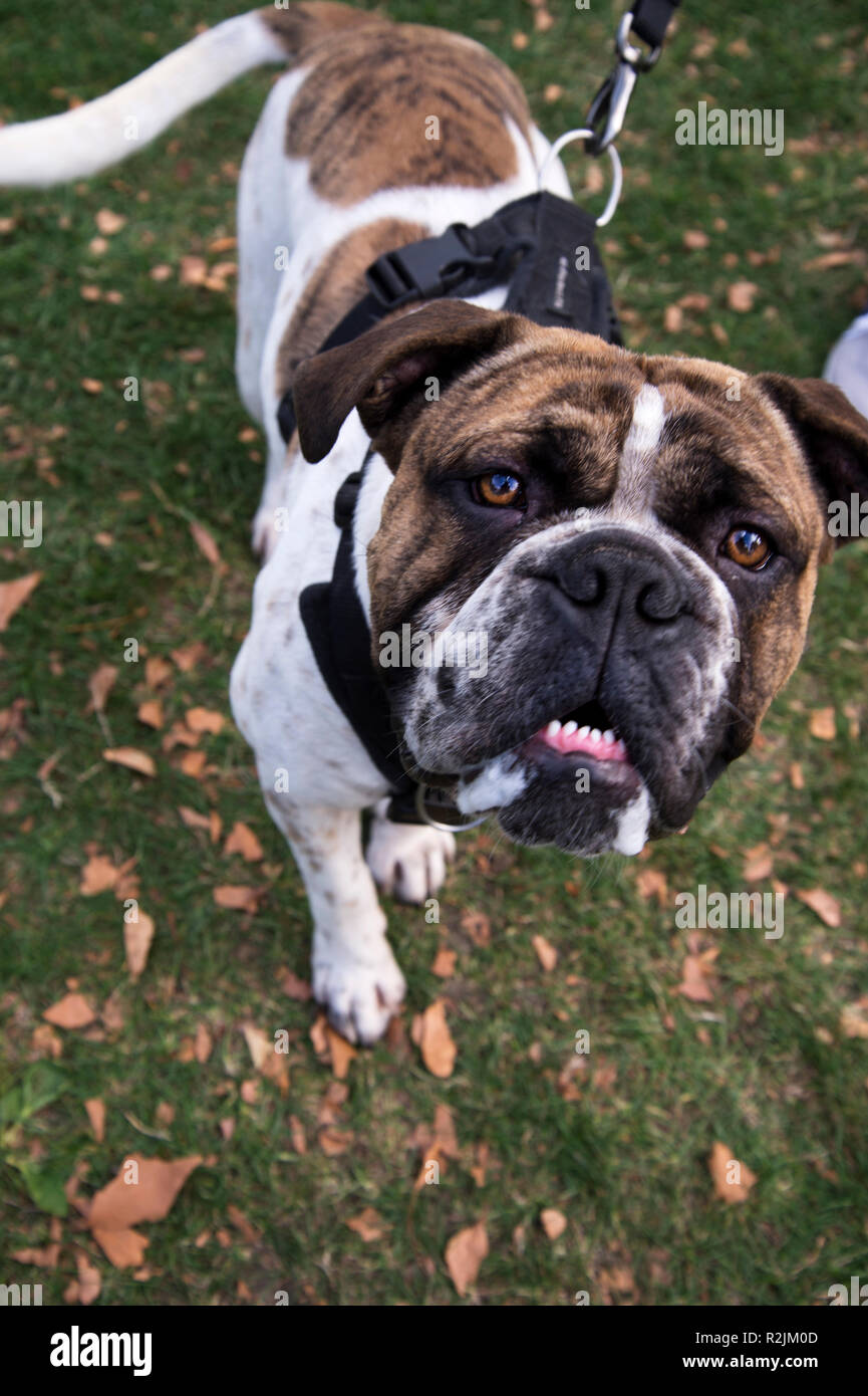 Hackney. London Fields. Dog show Stock Photo Alamy