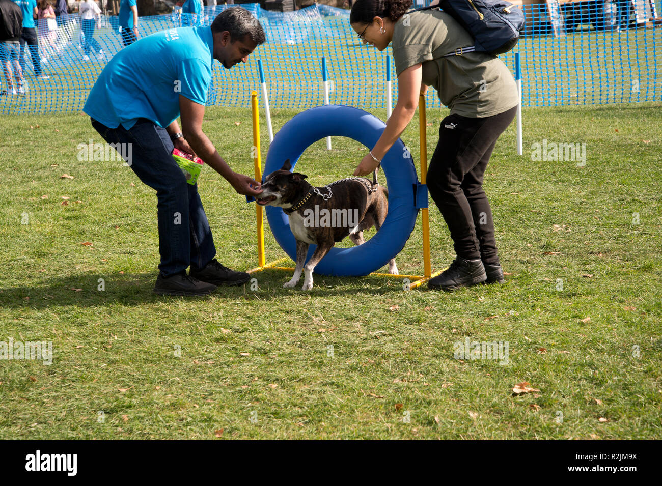London dog show hires stock photography and images Alamy