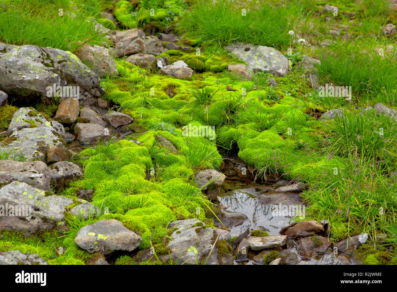 Moss cushion Stock Photo Alamy
