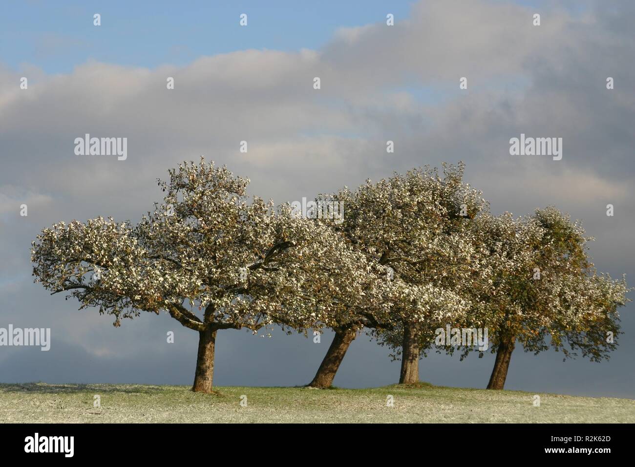 the four olds Stock Photo Alamy