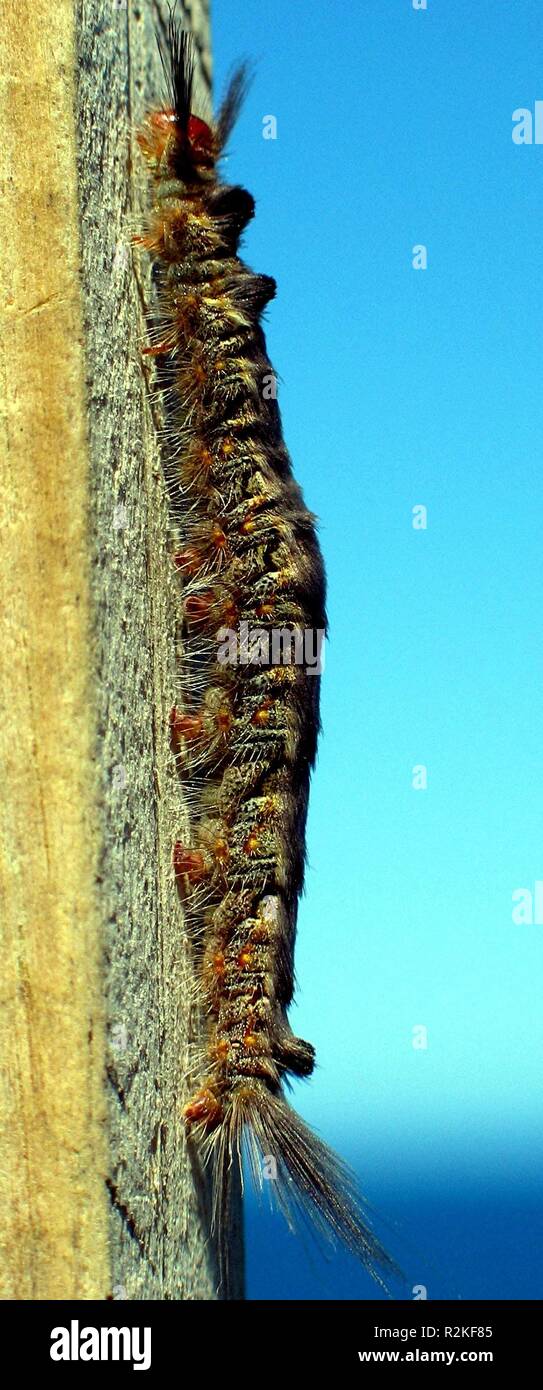 Caterpillar with long hairs hires stock photography and images Alamy