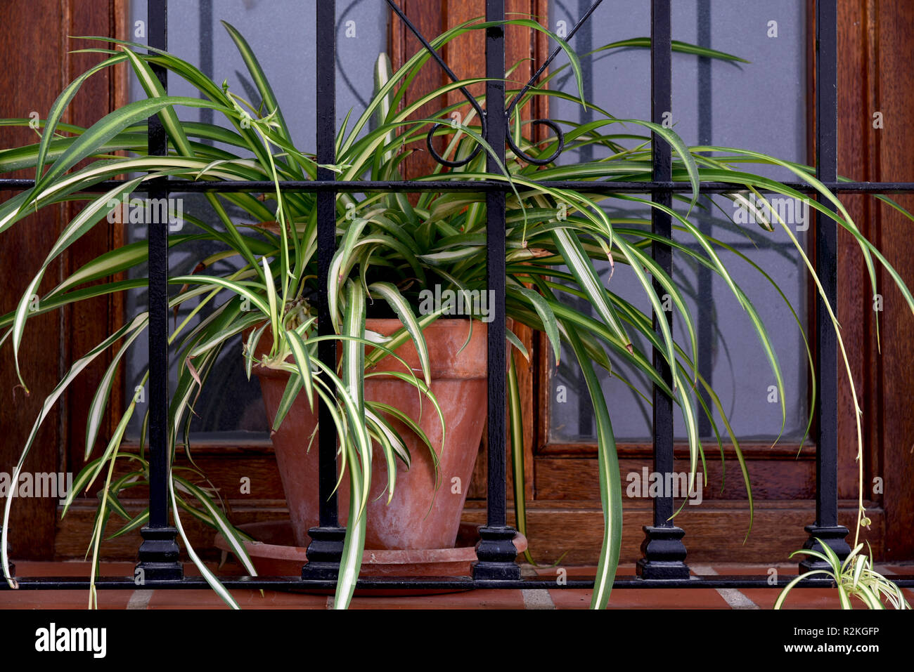spider plant, clay pot on window Stock Photo Alamy