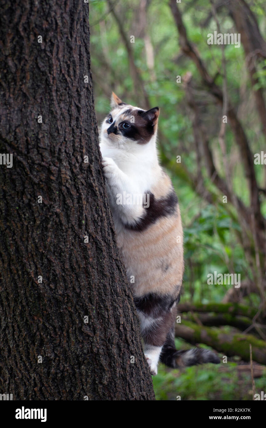 Calico cat white hires stock photography and images Alamy