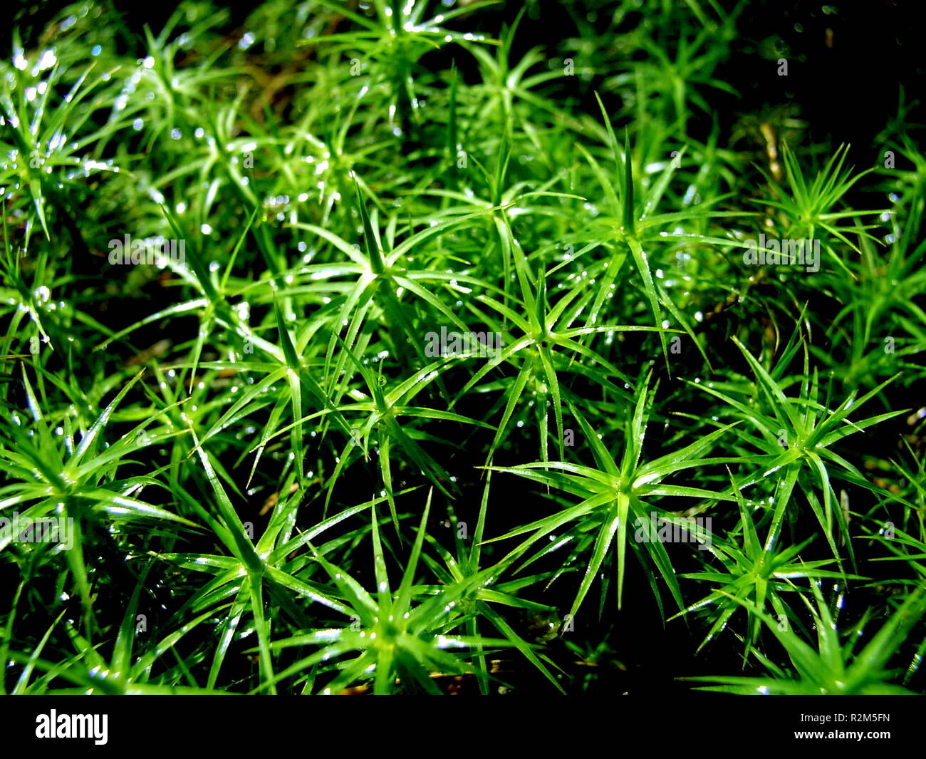 forest green Stock Photo Alamy