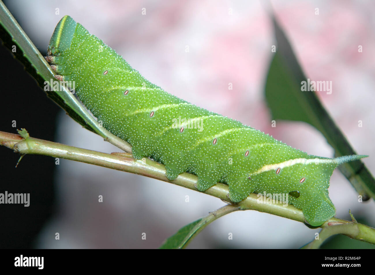 fat caterpillar Stock Photo Alamy