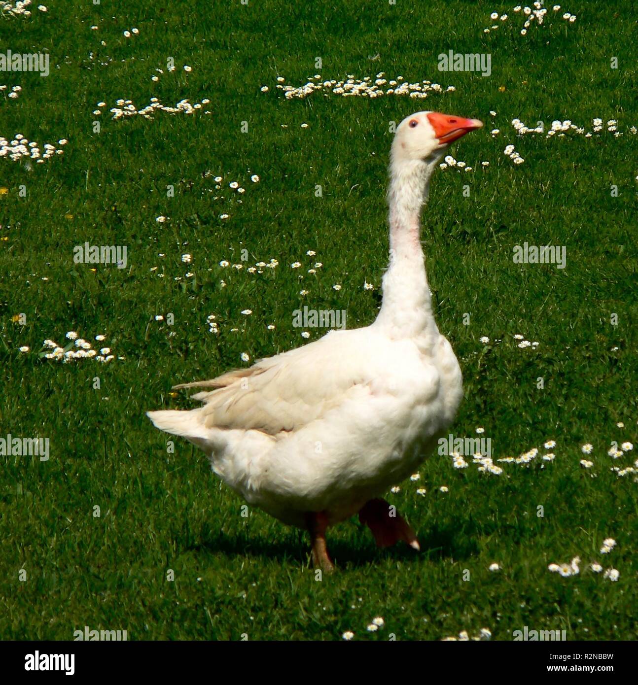 Silly goose hires stock photography and images Alamy